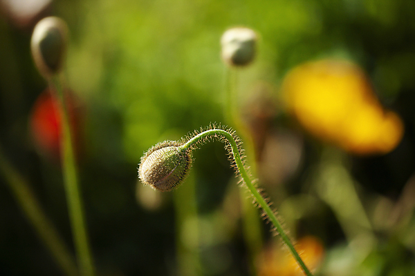 포토 JPG 주간 자연 사람없음 야외 아웃포커스 꽃봉오리 양귀비 감성 경기도 고양 국내포토 자연요소 꽃 컨셉 한국 촬영기법 생태계 파일형식
