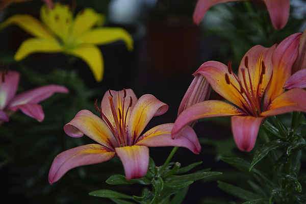 포토 JPG 주간 여름꽃 자연 사람없음 야외 백합 감성 경기도 나리꽃 고양 국내포토 자연요소 꽃 컨셉 한국 생태계 파일형식 여름_계절