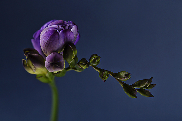 포토 JPG 한송이 서울 실내 사람없음 어둠 감성 도도함 프리지어 남색배경 국내포토 1 꽃 백그라운드 컨셉 한국 내부 남색 송이 파일형식