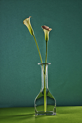 포토 JPG 유리병 서울 실내 사람없음 꽃병 두송이 카라 감성 초록배경 국내포토 꽃 백그라운드 컨셉 2 병_용기 한국 내부 초록색 파일형식