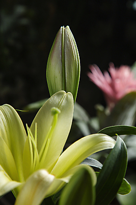 포토 JPG 잎 검은배경 서울 실내 근접촬영 사람없음 아웃포커스 백합 감성 국내포토 식물 꽃 뷰포인트 백그라운드 컨셉 한국 촬영기법 내부 검은색 파일형식
