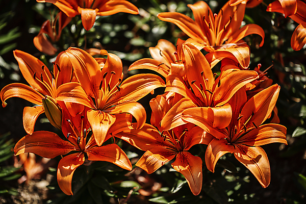 포토 JPG 주간 여름꽃 자연 사람없음 야외 백합 감성 강렬 나리꽃 고양 국내포토 자연요소 꽃 컨셉 생태계 경기도 파일형식 여름_계절