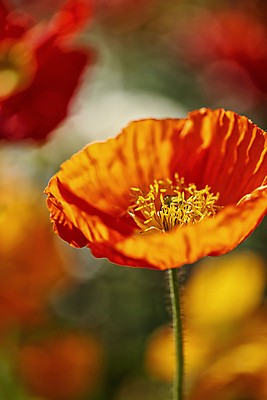 포토 JPG 주간 한송이 봄꽃 자연 근접촬영 사람없음 야외 아웃포커스 양귀비 감성 고양 국내포토 자연요소 1 꽃 뷰포인트 컨셉 촬영기법 봄 생태계 송이 경기도 파일형식