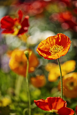 포토 JPG 주간 꽃밭 봄꽃 자연 근접촬영 사람없음 야외 아웃포커스 양귀비 감성 고양 국내포토 자연요소 꽃 뷰포인트 컨셉 촬영기법 봄 생태계 경기도 파일형식