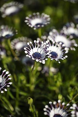 포토 JPG 주간 꽃밭 자연 사람없음 야외 아웃포커스 감성 오스테오스펄멈 고양 국내포토 자연요소 식물 꽃 컨셉 촬영기법 생태계 경기도 파일형식