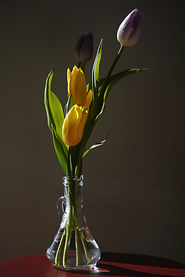 포토 JPG 잎 봄꽃 유리병 실내 사람없음 꽃병 어둠 튤립 감성 일산 갈색배경 국내포토 식물 꽃 백그라운드 컨셉 병_용기 내부 갈색 봄 경기도 파일형식