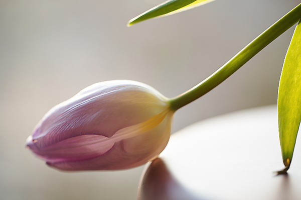 포토 JPG 한송이 봄꽃 실내 근접촬영 사람없음 튤립 부드러움 감성 일산 국내포토 1 꽃 뷰포인트 컨셉 내부 봄 감각 송이 경기도 파일형식