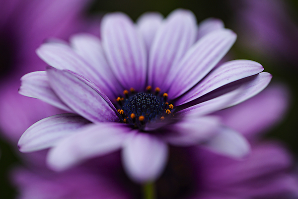 포토 JPG 주간 한송이 자연 근접촬영 사람없음 야외 아웃포커스 부드러움 감성 금잔화 단아함 담양 국내포토 자연요소 1 꽃 뷰포인트 컨셉 촬영기법 감각 전라남도 생태계 송이 파일형식