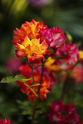 포토 JPG 주간 꽃밭 여름꽃 자연 사람없음 야외 아웃포커스 장미 감성 고양 국내포토 자연요소 꽃 컨셉 촬영기법 생태계 경기도 파일형식 여름_계절