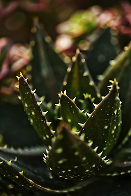 포토 JPG 주간 자연 사람없음 야외 아웃포커스 감성 다육식물 고양 국내포토 자연요소 식물 컨셉 촬영기법 생태계 경기도 파일형식