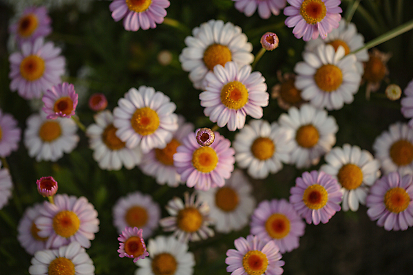 포토 JPG 주간 꽃밭 봄꽃 자연 따뜻함 사람없음 야외 하이앵글 귀여움 꽃봉오리 데이지 감성 고양 아기자기 국내포토 자연요소 꽃 뷰포인트 컨셉 봄 생태계 경기도 파일형식
