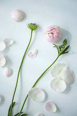 포토 JPG 꽃잎 실내 사람없음 꽃봉오리 파란배경 부드러움 감성 성남 작약 국내포토 꽃 백그라운드 컨셉 내부 파란색 감각 경기도 파일형식