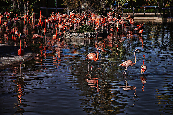 포토 JPG 주간 해외풍경 여러마리 휴식 동물원 사람없음 야외 반사 연못 플라밍고 새떼 산티아고 국내포토 자연요소 해외 다수 컨셉 조류 풍경 파일형식
