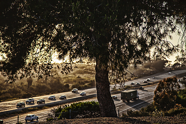 포토 JPG 주간 나무 해외풍경 여행 자동차 휴식 사람없음 야외 미국 고속도로 로스앤젤레스 국내포토 자연요소 식물 해외 도로 육상교통 컨셉 북아메리카 풍경 파일형식
