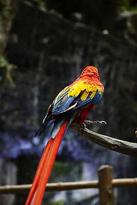 포토 JPG 주간 한마리 동물원 사람없음 야외 아웃포커스 나뭇가지 앵무새 경기도 고양 알록달록 국내포토 자연요소 나무 1 조류 한국 촬영기법 컬러풀 파일형식