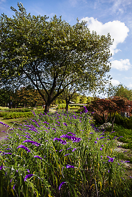 포토 JPG 주간 나무 구름 꽃 자연 하늘 사람없음 야외 가을풍경 맑음 가을 수목원 대전 국내포토 자연요소 식물 계절 날씨 한국 풍경 생태계 파일형식 가을_계절