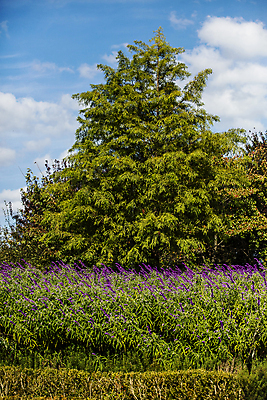 포토 JPG 주간 나무 구름 꽃 자연 하늘 사람없음 야외 가을풍경 맑음 가을 수목원 대전 국내포토 자연요소 식물 계절 날씨 한국 풍경 생태계 파일형식 가을_계절
