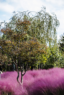 포토 JPG 주간 나무 자연 하늘 사람없음 야외 가을풍경 가을 수목원 대전 핑크뮬리 국내포토 자연요소 식물 계절 한국 풍경 생태계 파일형식 가을_계절