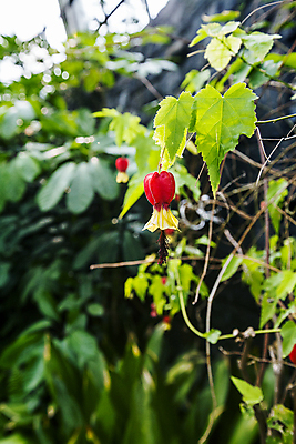 포토 JPG 주간 잎 자연 풍경 사람없음 야외 아웃포커스 들꽃 전라북도 무주 국내포토 자연요소 식물 꽃 촬영기법 전라도 생태계 파일형식