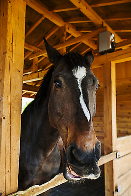포토 JPG 한마리 실내 사람없음 목장 말_동물 전라북도 마굿간 무주 국내포토 1 포유류 내부 전라도 외양간 파일형식
