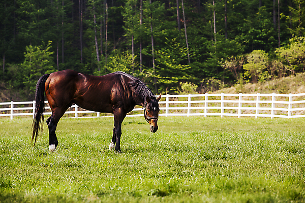 포토 JPG 주간 한마리 풍경 초원 사람없음 야외 울타리 목장 말_동물 전라북도 무주 국내포토 자연요소 1 포유류 담장 전라도 파일형식