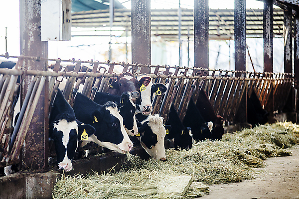 포토 JPG 주간 여러마리 실내 사람없음 가축 목장 건초 축산업 충청남도 젖소 외양간 보령 국내포토 자연요소 동물 산업 다수 내부 소 충청도 파일형식