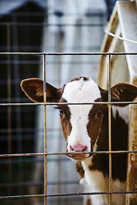 포토 JPG 주간 한마리 사람없음 야외 아웃포커스 울타리 가축 목장 축산업 충청남도 축사 젖소 송아지 보령 국내포토 자연요소 동물 1 건축물 산업 새끼 촬영기법 담장 소 충청도 파일형식