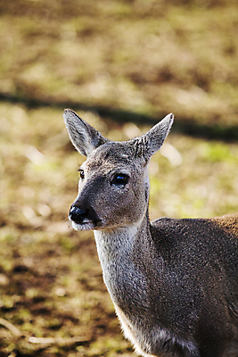 포토 JPG 주간 한마리 새끼 포유류 풍경 사람없음 야외 아웃포커스 제주시 고라니 국내포토 자연요소 동물 1 촬영기법 제주도 파일형식