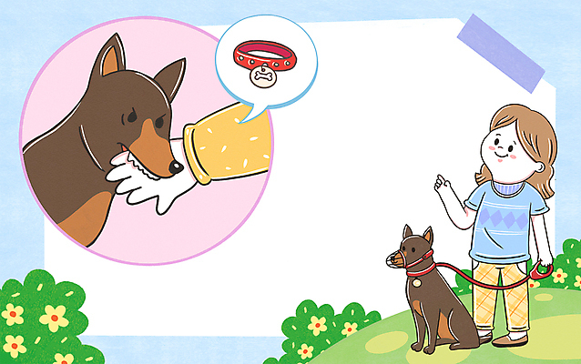 전신 PSD 손 공원 여자 꽃 반려견 말풍선 두마리 일러스트 프레임 한명 서기 들기 성인 신체부위 반려동물 예절 풀 강아지 위험 예방 공공예절 개목걸이 대형견 목줄 공공장소 매너 공중도덕 사고예방 입마개 성인여자한명만 펫티켓 개물림 물림 국내일러스트 식물 동물 1 공공시설 컨셉 2 모션 사람 장소 개 사건 애견용품 여자한명만 성인여자만 파일형식 반려용품