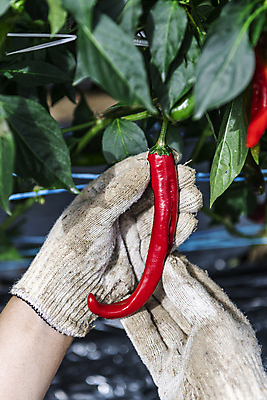 포토 JPG 주간 손 채소 야외 아웃포커스 신체부위 농작물 농사 수확 가을 잡기 유기농 홍고추 고추밭 목장갑 무르익은 국내포토 여주시 자연요소 웰빙 계절 장갑 밭 농업 모션 고추 촬영기법 사람 경기도 파일형식