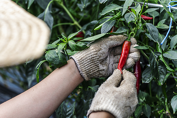 포토 JPG 주간 손 채소 야외 신체부위 농작물 농사 수확 가을 잡기 유기농 밀짚모자 홍고추 고추밭 따기 목장갑 무르익은 국내포토 여주시 자연요소 모자_잡화 웰빙 계절 장갑 밭 농업 모션 고추 사람 경기도 파일형식