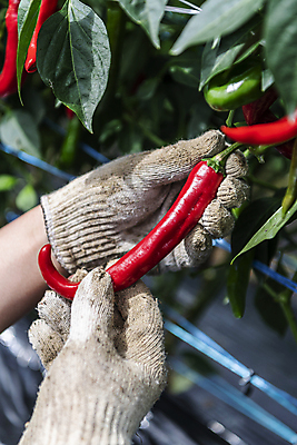 포토 JPG 주간 손 채소 야외 아웃포커스 신체부위 농작물 농사 수확 가을 잡기 유기농 홍고추 고추밭 따기 목장갑 무르익은 국내포토 여주시 자연요소 웰빙 계절 장갑 밭 농업 모션 고추 촬영기법 사람 경기도 파일형식