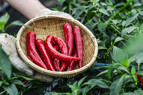 포토 JPG 주간 손 채소 들기 야외 신체부위 농작물 소쿠리 농사 수확 가을 소프트포커스 유기농 담기 홍고추 고추밭 목장갑 무르익은 국내포토 여주시 자연요소 웰빙 계절 장갑 밭 농업 모션 고추 촬영기법 사람 바구니 경기도 파일형식