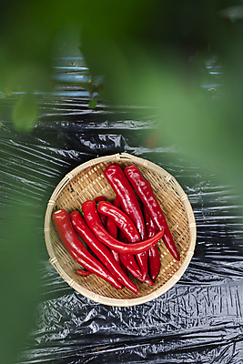 포토 JPG 주간 채소 사람없음 야외 농작물 하이앵글 소쿠리 농사 수확 가을 소프트포커스 유기농 담기 홍고추 비닐 무르익은 국내포토 여주시 자연요소 웰빙 계절 뷰포인트 농업 모션 재질 고추 촬영기법 바구니 경기도 파일형식