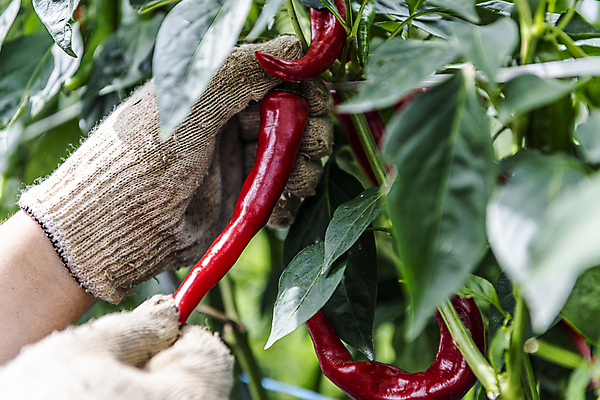 포토 JPG 주간 손 채소 야외 신체부위 농작물 농사 수확 가을 잡기 유기농 홍고추 고추밭 따기 목장갑 무르익은 국내포토 여주시 자연요소 웰빙 계절 장갑 밭 농업 모션 고추 사람 경기도 파일형식