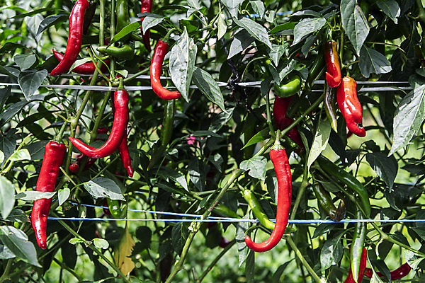 포토 JPG 주간 채소 사람없음 야외 농작물 농사 가을 유기농 홍고추 고추밭 무르익은 국내포토 여주시 자연요소 웰빙 계절 밭 농업 고추 경기도 파일형식