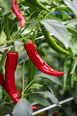 포토 JPG 주간 채소 고추 사람없음 야외 아웃포커스 농작물 농사 가을 유기농 홍고추 고추밭 무르익은 국내포토 여주시 자연요소 웰빙 계절 밭 농업 촬영기법 경기도 파일형식