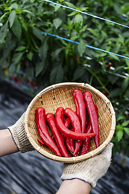 포토 JPG 주간 손 채소 들기 야외 신체부위 농작물 소쿠리 농사 수확 가을 유기농 담기 홍고추 고추밭 목장갑 무르익은 국내포토 여주시 자연요소 웰빙 계절 장갑 밭 농업 모션 고추 사람 바구니 경기도 파일형식