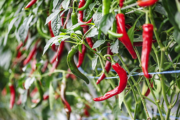 포토 JPG 주간 채소 고추 사람없음 야외 아웃포커스 농작물 농사 가을 유기농 홍고추 고추밭 무르익은 국내포토 여주시 자연요소 웰빙 계절 밭 농업 촬영기법 경기도 파일형식