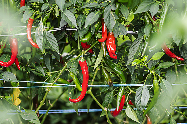 포토 JPG 주간 채소 고추 사람없음 야외 농작물 농사 가을 소프트포커스 유기농 홍고추 고추밭 무르익은 국내포토 여주시 자연요소 웰빙 계절 밭 농업 촬영기법 경기도 파일형식