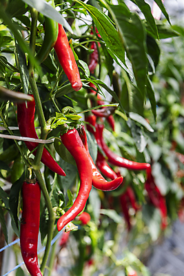 포토 JPG 주간 채소 사람없음 야외 아웃포커스 농작물 농사 가을 유기농 홍고추 고추밭 무르익은 국내포토 여주시 자연요소 웰빙 계절 밭 농업 고추 촬영기법 경기도 파일형식