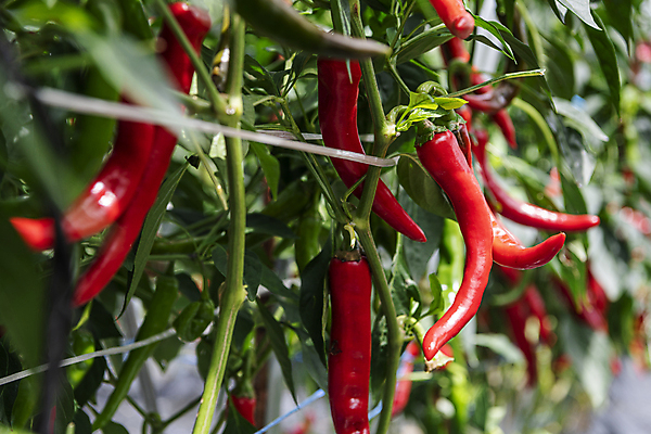 포토 JPG 주간 채소 사람없음 야외 아웃포커스 농작물 농사 가을 소프트포커스 유기농 홍고추 고추밭 무르익은 국내포토 여주시 자연요소 웰빙 계절 밭 농업 고추 촬영기법 경기도 파일형식