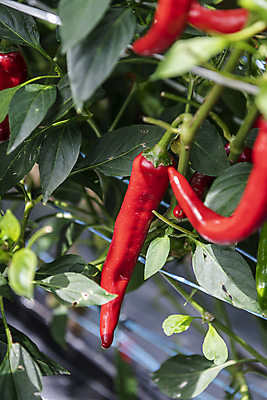 포토 JPG 주간 채소 사람없음 야외 농작물 농사 가을 유기농 홍고추 고추밭 무르익은 국내포토 여주시 자연요소 웰빙 계절 밭 농업 고추 경기도 파일형식