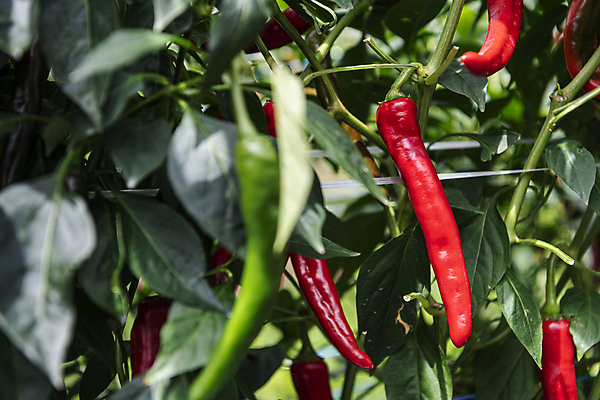 포토 JPG 주간 채소 고추 사람없음 야외 농작물 농사 가을 소프트포커스 유기농 홍고추 고추밭 무르익은 국내포토 여주시 자연요소 웰빙 계절 밭 농업 촬영기법 경기도 파일형식