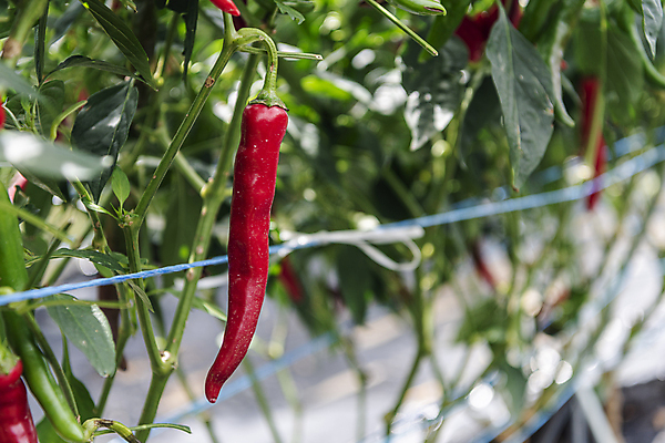 포토 JPG 주간 채소 사람없음 야외 아웃포커스 농작물 농사 가을 유기농 홍고추 고추밭 무르익은 국내포토 여주시 자연요소 웰빙 계절 밭 농업 고추 촬영기법 경기도 파일형식