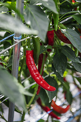 포토 JPG 주간 채소 사람없음 야외 아웃포커스 농작물 농사 가을 소프트포커스 유기농 보케 홍고추 고추밭 무르익은 국내포토 여주시 자연요소 웰빙 계절 밭 농업 고추 촬영기법 경기도 파일형식