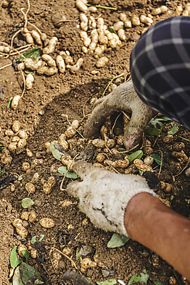 포토 JPG 주간 손 야외 신체부위 농작물 농사 흙 수확 가을 유기농 땅콩 무릎 목장갑 땅콩밭 국내포토 여주시 자연요소 웰빙 계절 장갑 밭 농업 사람 견과류 경기도 파일형식