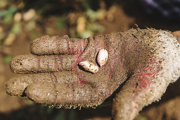 포토 JPG 주간 손 야외 아웃포커스 신체부위 농작물 농사 두개 수확 가을 유기농 땅콩 보여주기 목장갑 땅콩밭 국내포토 여주시 자연요소 웰빙 계절 장갑 2 밭 농업 모션 촬영기법 사람 견과류 경기도 파일형식