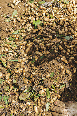 포토 JPG 주간 손 그림자 야외 신체부위 농작물 농사 흙 수확 가을 유기농 땅콩 목장갑 땅콩밭 국내포토 여주시 자연요소 웰빙 계절 장갑 밭 농업 사람 견과류 경기도 파일형식