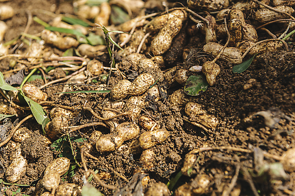 포토 JPG 주간 그림자 사람없음 야외 아웃포커스 농작물 농사 흙 가을 유기농 땅콩 땅콩밭 국내포토 여주시 자연요소 웰빙 계절 밭 농업 촬영기법 견과류 경기도 파일형식